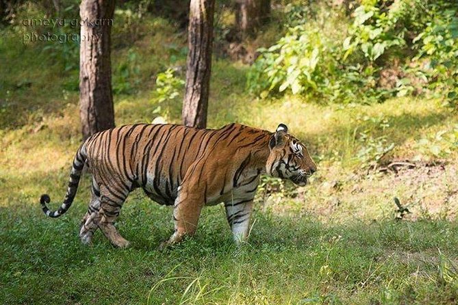 2-Day Private Tour to Ranthambhore Tiger Safari Tour from Jaipur - Day 1 Safari #1 (afternoon): first eyes on Ranthambhore’s tiger country