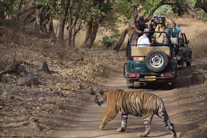 2-Day Private Tour to Ranthambhore Tiger Safari Tour from Jaipur - Lunch, dinner, and the food plan that keeps the day moving