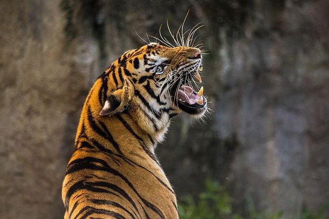 2-Day Private Tour to Ranthambhore Tiger Safari Tour from Jaipur - Ranthambhore hotel night: four-star comfort between safari windows