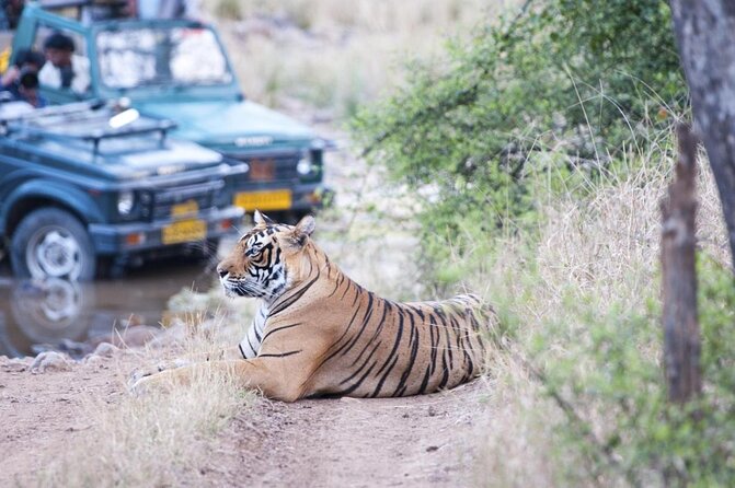 2 Days Ranthambore Tiger Safari with Tickets - Key points I’d bank on before you go