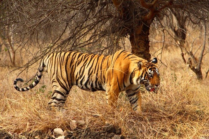 2 Days Ranthambore Tiger Safari with Tickets - Ranthambore Fort in about 2 hours: quick, iconic, and not rushed
