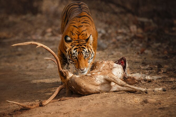 Day Trip to Ranthambore Tiger Reserve from Jaipur - Key highlights worth knowing before you go