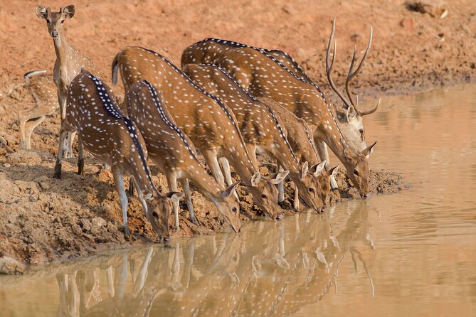 Day Trip to Ranthambore Tiger Reserve from Jaipur - Pickup, the A/C drive, and your arrival checklist