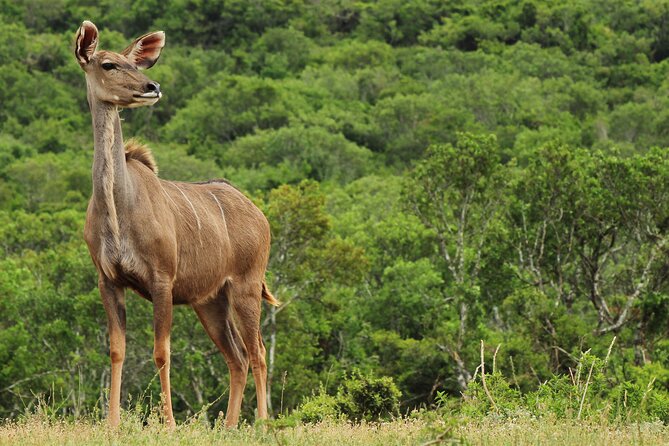 Day Trip to Ranthambore Tiger Reserve from Jaipur - The UNESCO twist: Ranthambore Fort adds more than photos