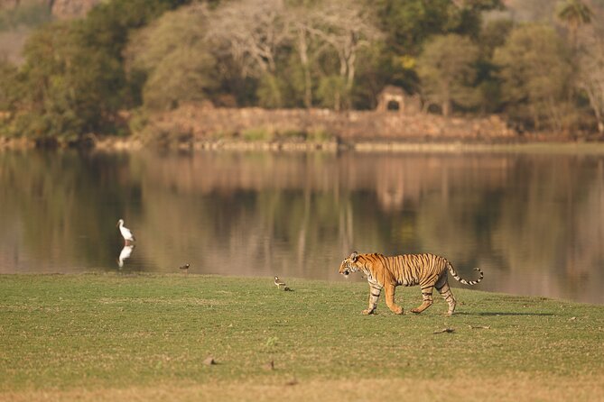 Day Trip to Ranthambore Tiger Reserve from Jaipur - The rhythm of a 12-hour day (and how to handle it)