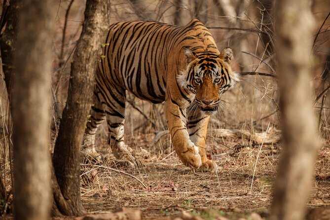 Day Trip to Ranthambore Tiger Reserve from Jaipur - Price and value: what $90-ish really buys you