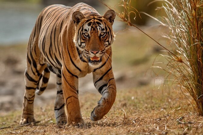 Day Trip to Ranthambore Tiger Reserve from Jaipur - Weather matters more than you think