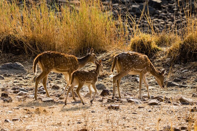 Day Trip to Ranthambore Tiger Reserve from Jaipur - How the safari works: jeep vs canter