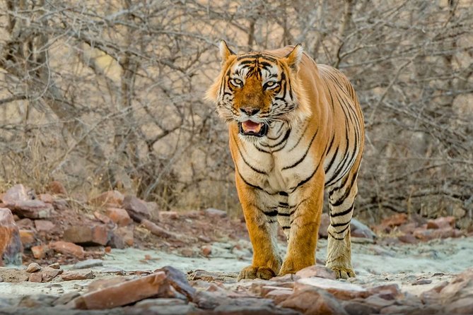 Day Trip to Ranthambore Tiger Safari from Jaipur - Key highlights worth your attention