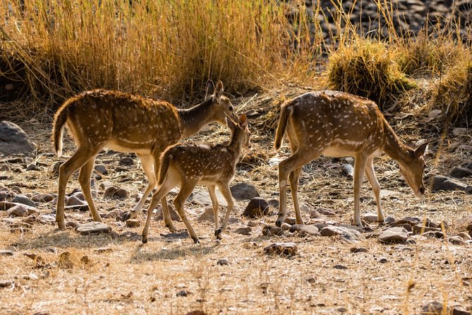 Day Trip to Ranthambore Tiger Safari from Jaipur - Getting to the park: the value of door-to-door transport