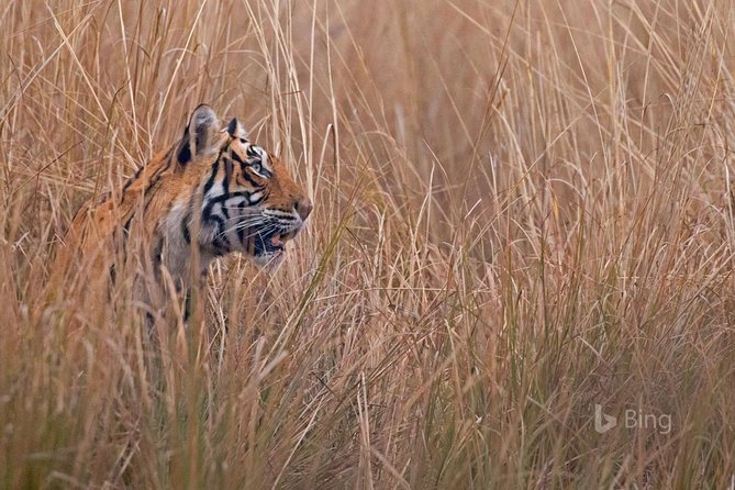 Day Trip to Ranthambore Tiger Safari from Jaipur - Your Jaipur time on both ends: how to use it well