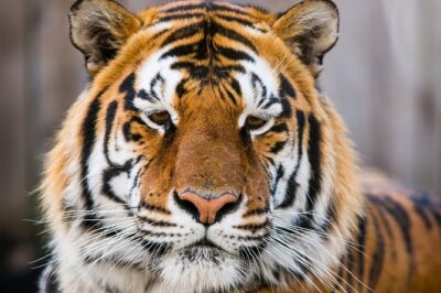 Day Trip to Ranthambore Tiger Safari from Jaipur - The afternoon tiger safari: what you’re really paying for