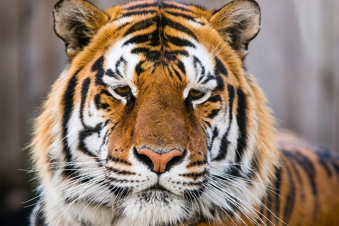 Day Trip to Ranthambore Tiger Safari from Jaipur - The afternoon tiger safari: what you’re really paying for
