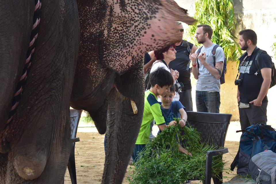 Elefun Best Elephant Sanctuary in Jaipur - Tea, guided tour, and a little free time to reset