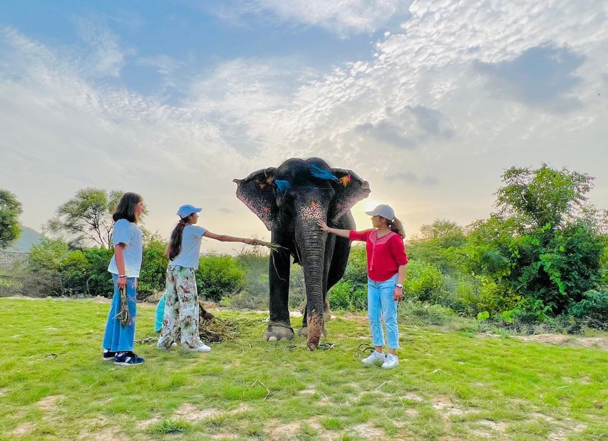 Elephant Sanctuary for Best elephant experience in Jaipur - Entering the Elephant Sanctuary Bubble: What Makes It Worth Your Time