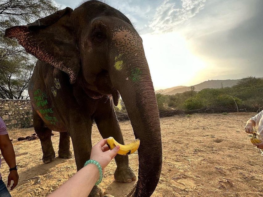 Elephant Sanctuary for Best elephant experience in Jaipur - How Interaction Works: Feeding, Pampering, and Learning Their Routine