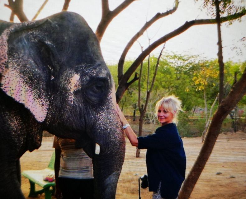 Elephant Sanctuary for Best elephant experience in Jaipur - Timing, Heat, and How to Make the Day Comfortable