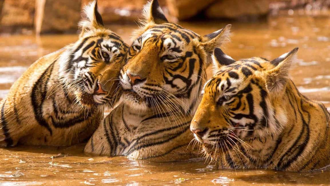 From Delhi: 6-Day Golden Triangle Tour with Ranthambore - Day 3 drive to Ranthambore: check-in, lunch, then your first tiger safari