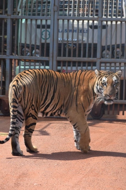 From Jaipur : 2 Days Ranthambore Tiger Safari Tour By Car - Key Highlights You’ll Actually Feel in Real Life