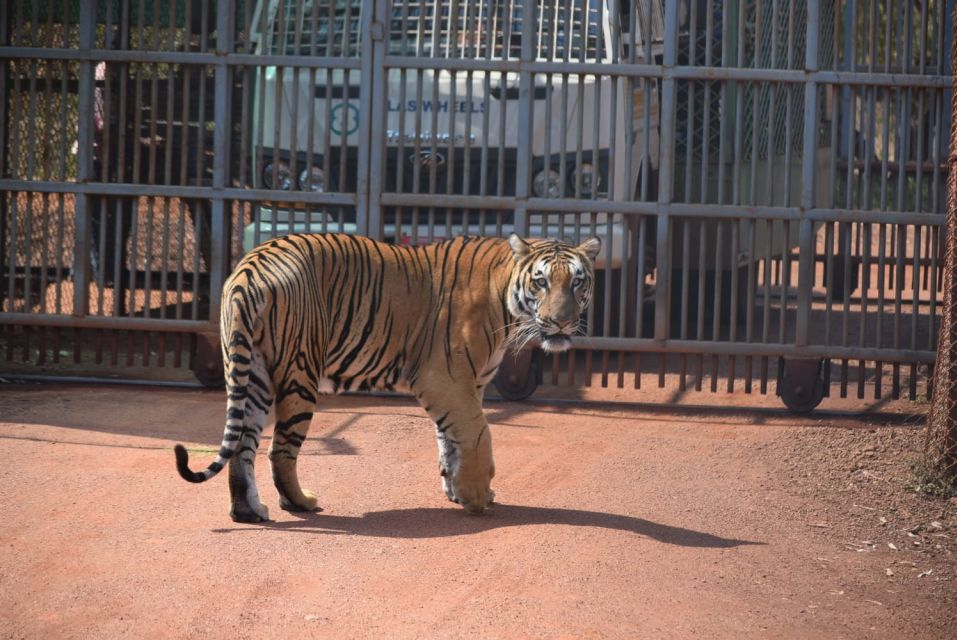From Jaipur : 2 Days Ranthambore Tiger Safari Tour By Car - Who Should Book This 2-Day Ranthambore Tour (and Who Shouldn’t)