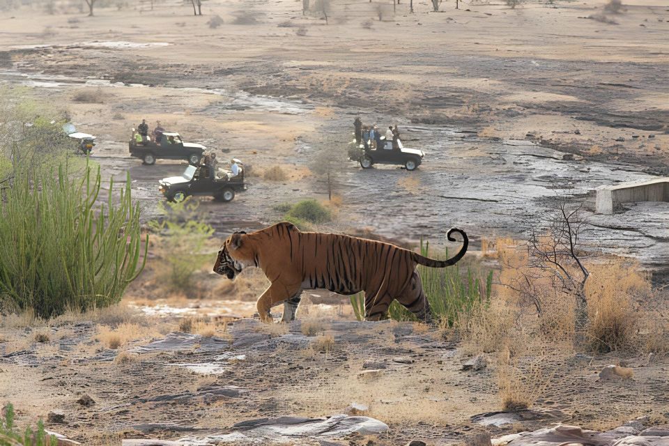 From Jaipur : 2 Days Ranthambore Tiger Safari Tour By Car - Jaipur Pickup and the 3-Hour Drive That Sets the Tone