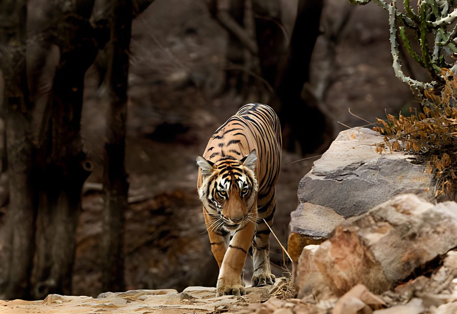 From Jaipur : 2 Days Ranthambore Tiger Safari Tour By Car - Ranthambore Fort After Safari: Views and Old Stones