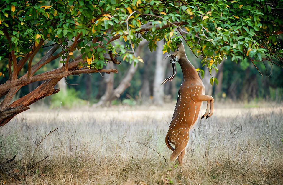 From Jaipur : 2 Days Ranthambore Tiger Safari Tour By Car - Hotel Stay in Ranthambore: Comfort Helps You Enjoy Safari