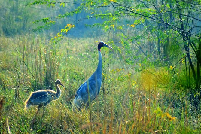 From Jaipur: Bird Safari and Agra sightseeing All-Inclusive - Keoladeo National Park bird safari: what 3 hours gives you