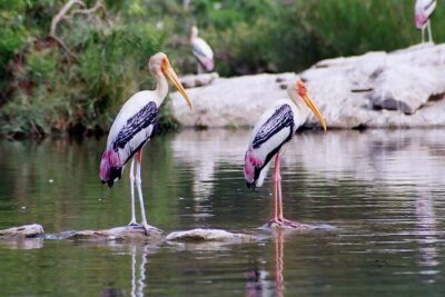 From Jaipur: Bird Safari and Agra sightseeing All-Inclusive - Bharatpur bird sanctuary stop: short time, smart payoff