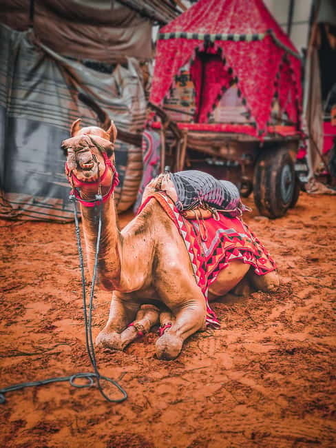 From Jaipur: One-Day Trip From Jaipur to Pushkar - The camel ride slot: classic Pushkar, managed time