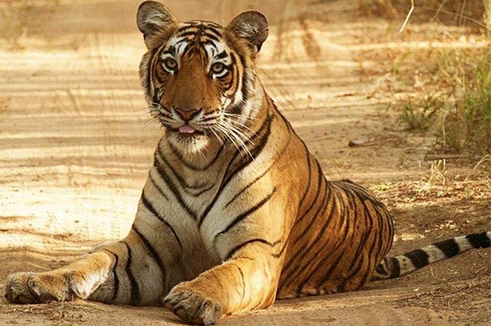 From Jaipur: Praivte Ranthambore Tour By Jeep Canter Safari - What to Pack (So You’re Not Miserable in the Park)