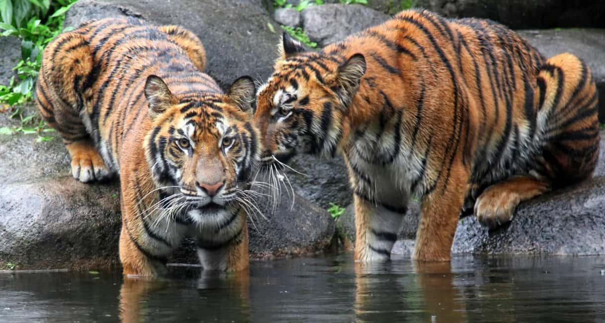 From Jaipur: Ranthambore Private Day Trip with Tiger Safari - First Stop Feel: The Royal Fort and Temple Area (Yes, Monkeys Too)