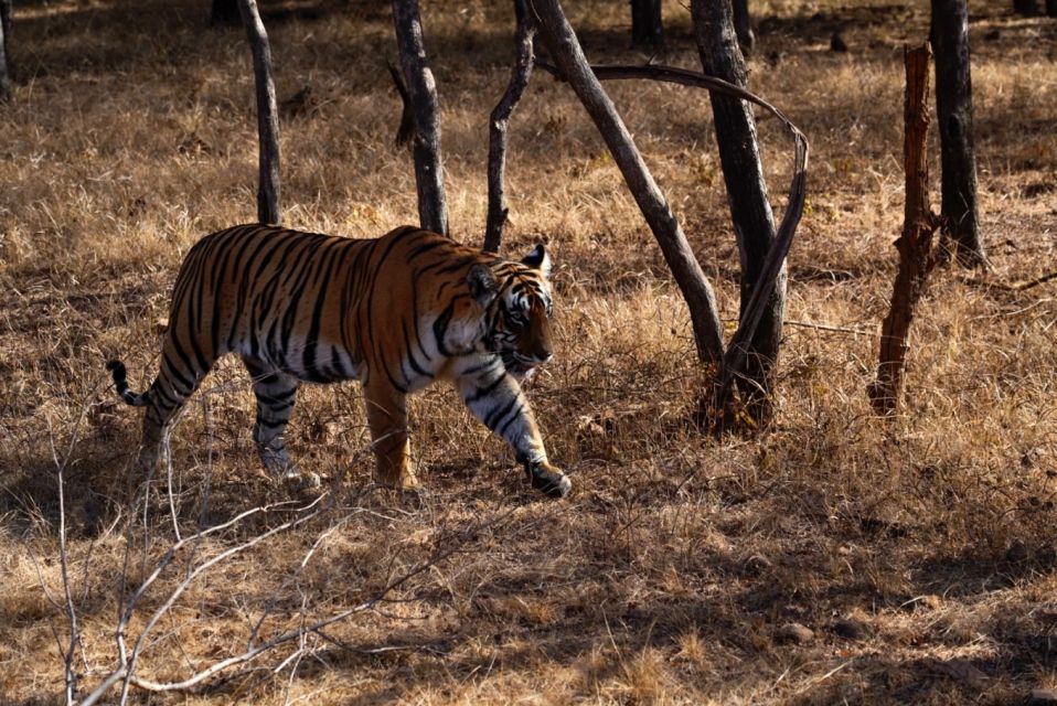 From Jaipur: Ranthambore Private Day Trip with Tiger Safari - Price and Value: Is $87 a Good Deal?