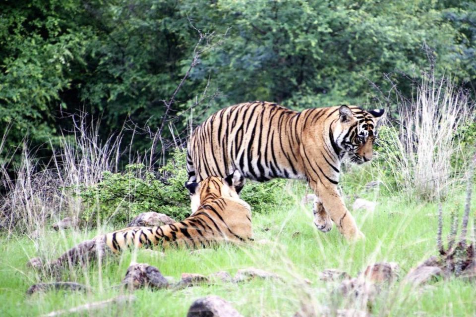 From Jaipur: Ranthambore Private Day Trip with Tiger Safari - What the Full Day Looks Like, Step by Step