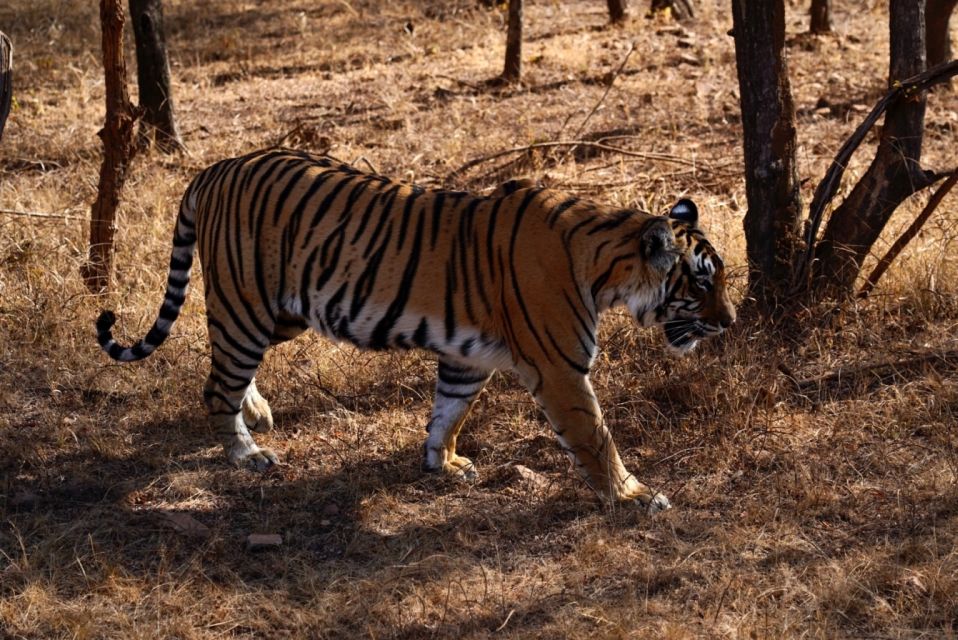 From Jaipur: Ranthambore Private Day Trip with Tiger Safari - Timing Inside the Park: How the Afternoon Safari Usually Works