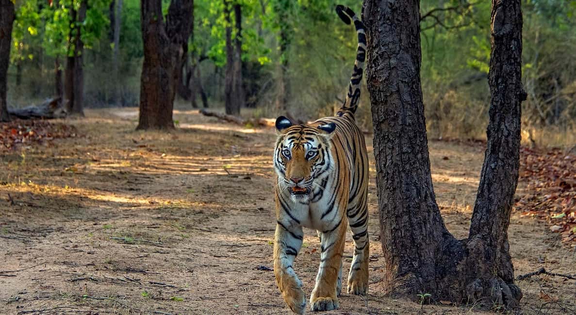 From Jaipur: Ranthambore Tiger Safari Day Trip with Transfer - Key Things I Think Are Worth Your Time