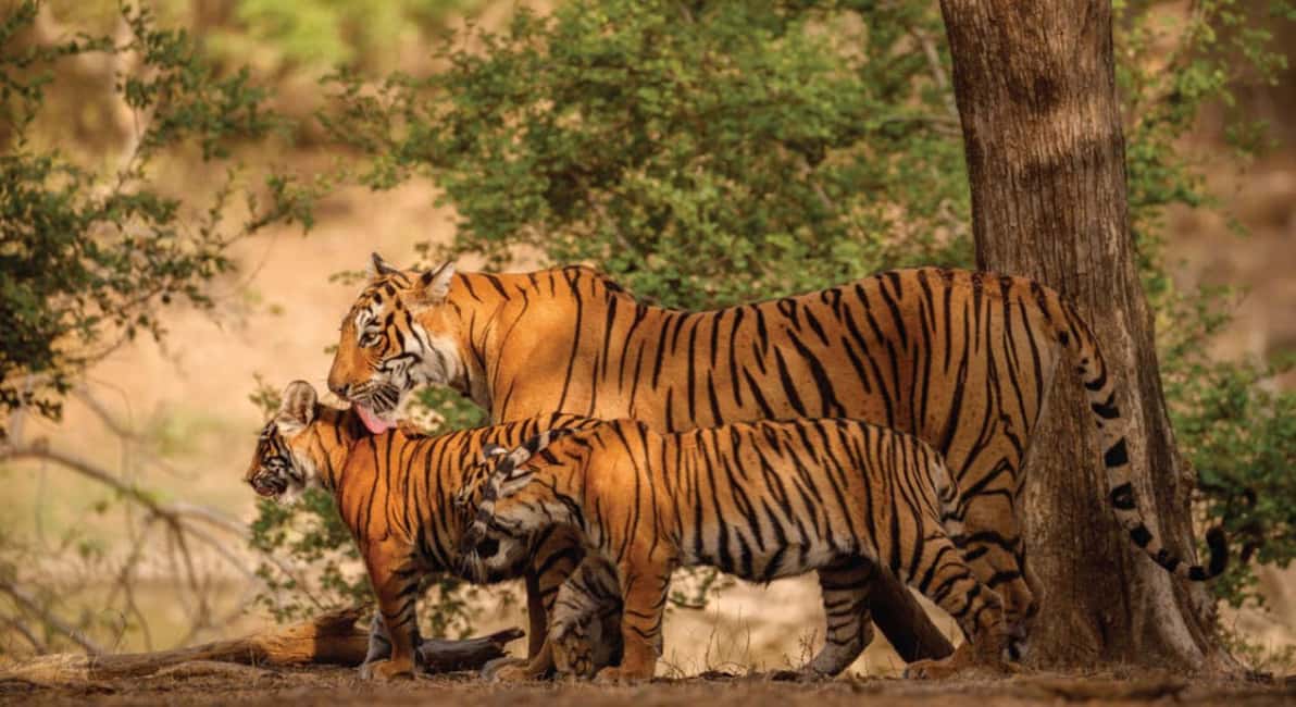 From Jaipur: Ranthambore Tiger Safari Day Trip with Transfer - Why a Jaipur-to-Ranthambore Day Trip Works (Even With a Long Ride)