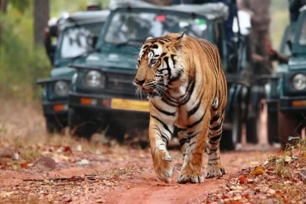 From Jaipur: Ranthambore Tiger Safari Day Trip with Transfer - Entering Ranthambore: Open Jeep or Canter, and How You’ll See Animals