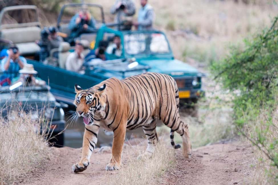 From Jaipur: Ranthambore Tiger Safari Day Trip with Transfer - Ranthambore Fort: A Real Change of Pace Inside the Reserve