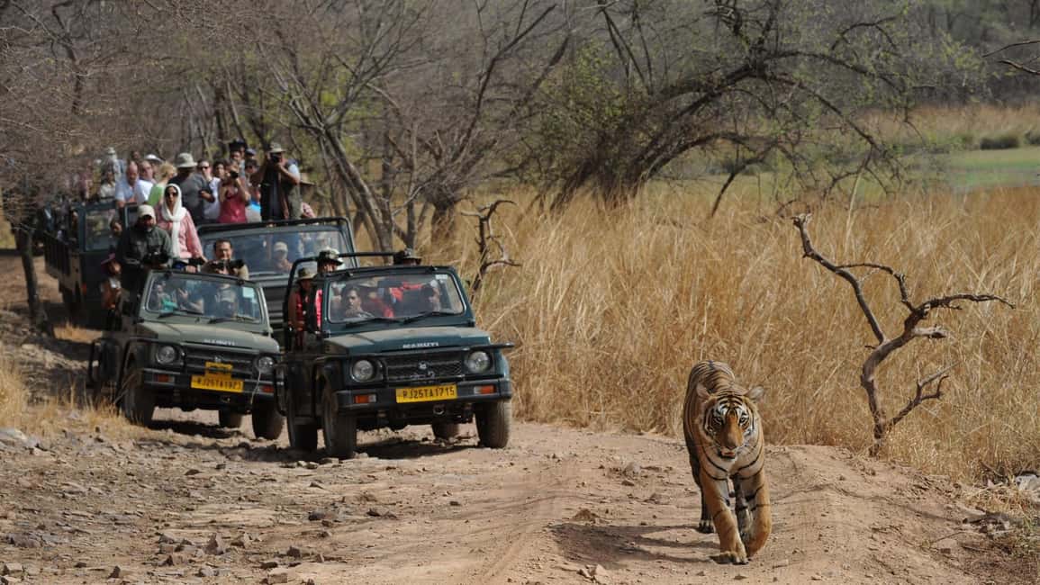 From Jaipur: Ranthambore Tiger Safari Day Trip with Transfer - Who the Naturalist and Guide Are For (and Why That Matters)