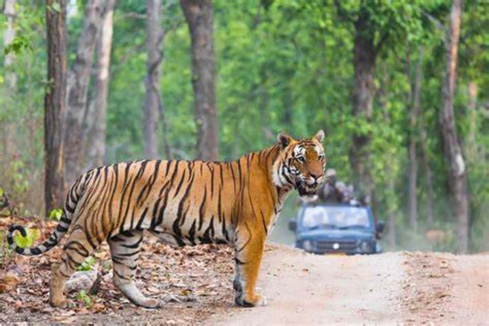 From Jaipur: Ranthambore Tiger Safari Day Trip with Transfer - The Drive From Jaipur: What You’re Actually Signing Up For