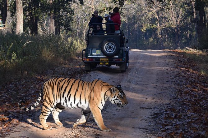 From Jaipur: Ranthambore Tiger Safari Private Day Tour - Key things to know before you go