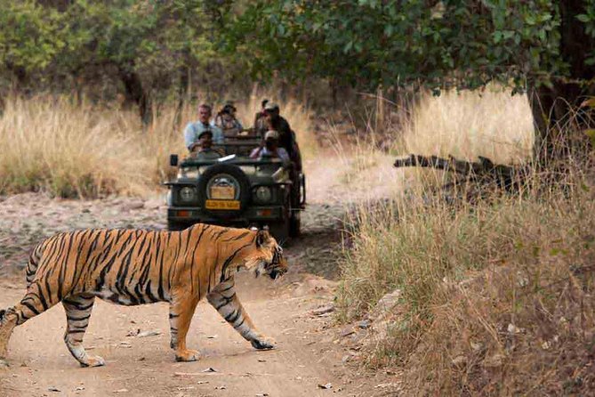 From Jaipur: Ranthambore Tiger Safari Private Day Tour - Ranthambore From Jaipur: why this private day trip is worth it