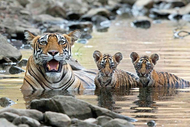 From Jaipur: Ranthambore Tiger Safari Private Day Tour - Food, timing, and the small budget traps