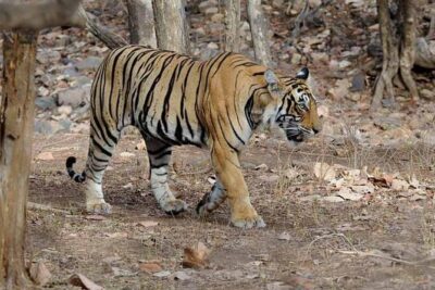 From Jaipur: Ranthambore Tiger Safari Private Day Tour - Entering the park: your safari is the core event