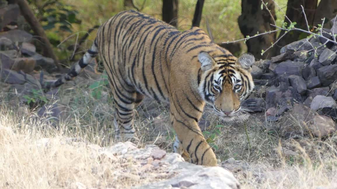 From Jaipur: Sariska National Park Day trip with Safari - Key things to know before you go
