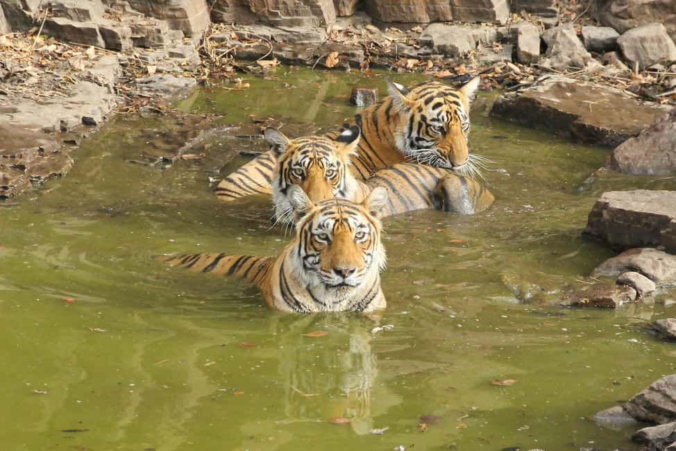 From Jaipur: Sariska National Park Day trip with Safari - Should you book this Sariska day trip from Jaipur?