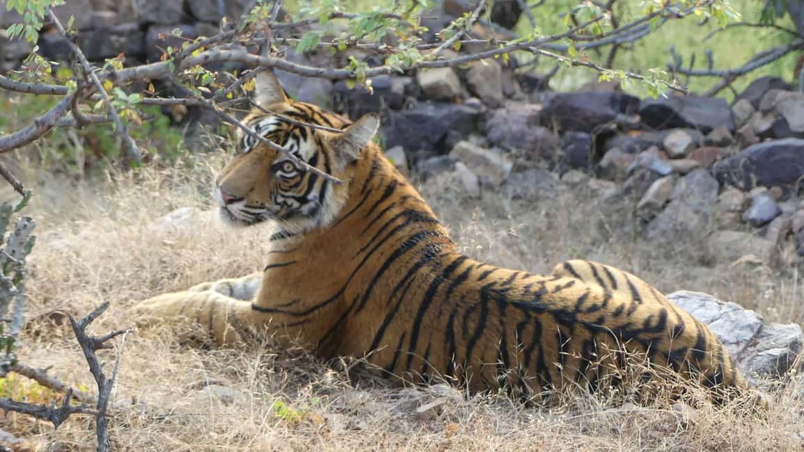 From Jaipur: Sariska National Park Day trip with Safari - From Jaipur to Sariska: The drive that sets the day up
