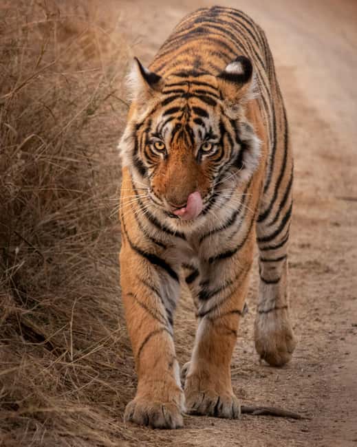 From Jaipur: Sariska National Park Day trip with Safari - What you’ll look for: tigers, chital, sambar, leopards, and birds