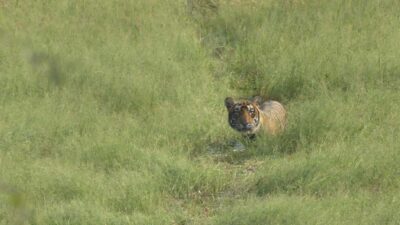 From Jaipur: Sariska National Park Day trip with Safari - How the safari works inside Sariska Tiger Reserve